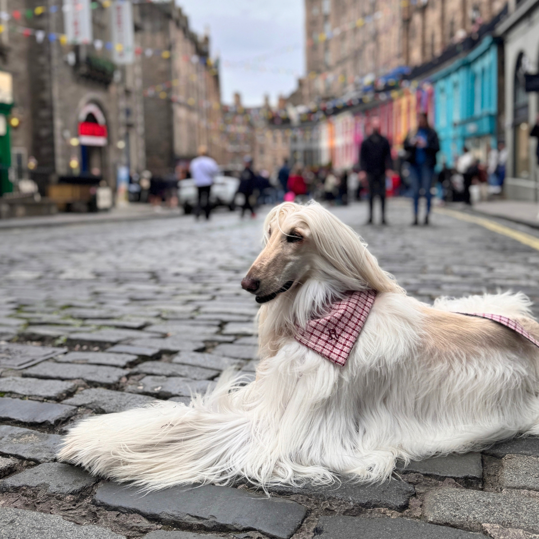 The Fearnan Design - Dog Bandana - Glenlyon Collection