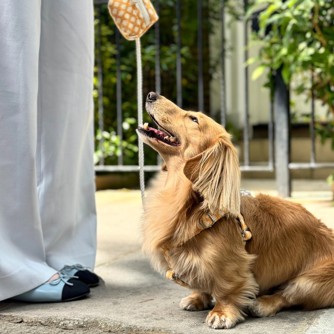 Marigold - Polkadot Collection - Luxury Dog Harness