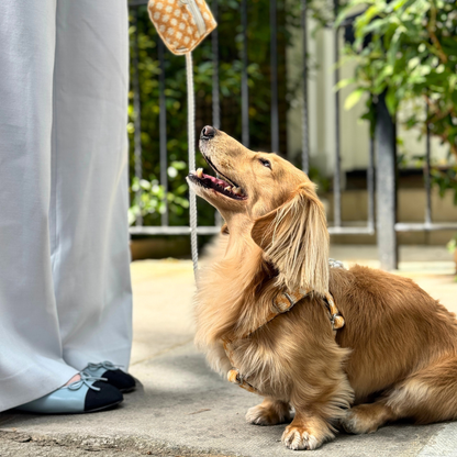 Marigold - Polkadot Collection - Luxury Dog Harness