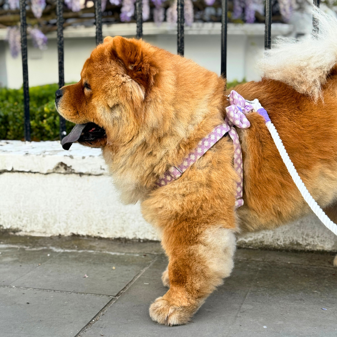 Lavender - Polkadot Collection - Rope Dog Lead