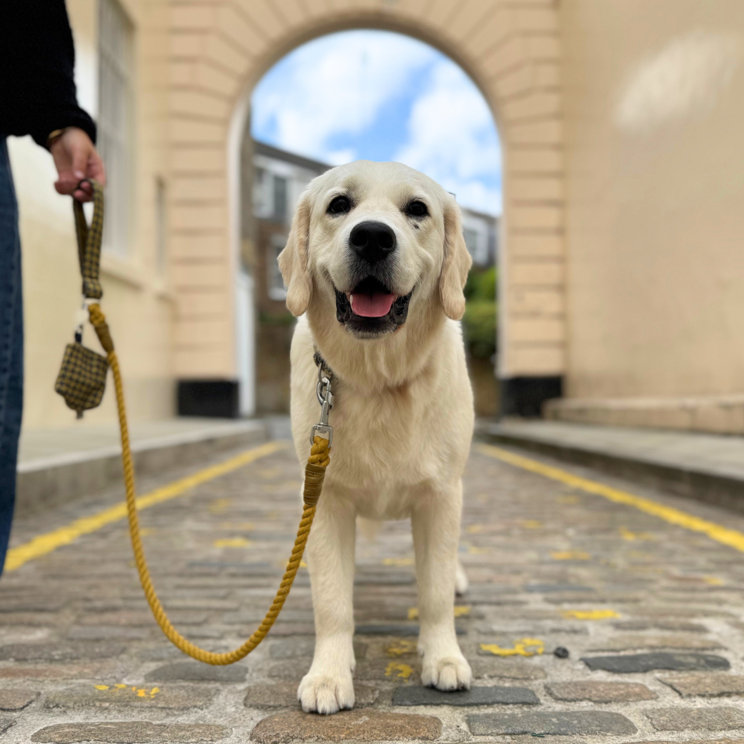 Richmond - Houndstooth '25 Collection - Rope Dog Lead