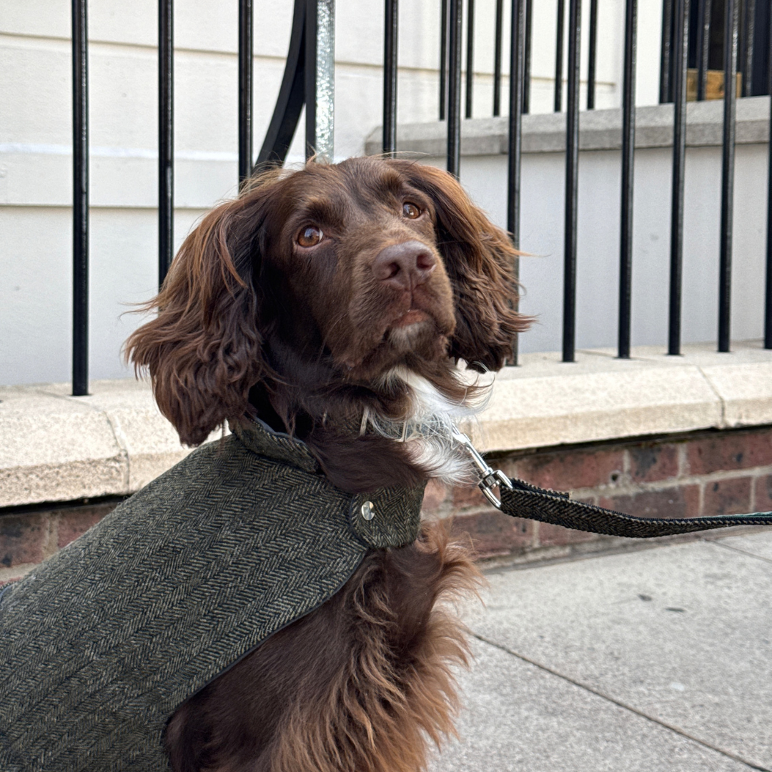 The Kenmore Design - Dog Coat - Glenlyon Collection
