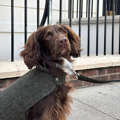 The Kenmore Design - Dog Coat - Glenlyon Collection