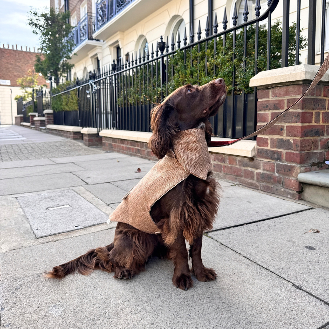 The Tummel Design - Dog Coat - Glenlyon Collection