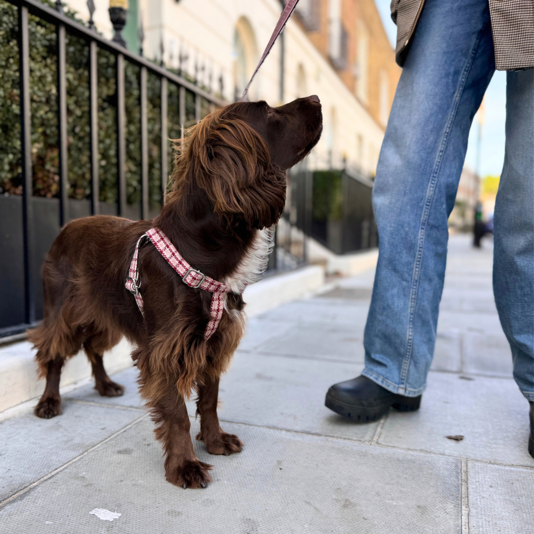 The Fearnan Design - Luxury Dog Harness - Glenlyon Collection