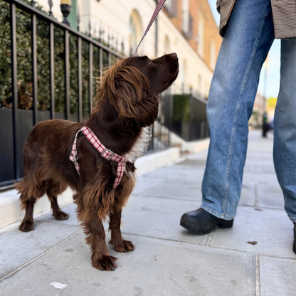 The Fearnan Design - Luxury Dog Harness - Glenlyon Collection