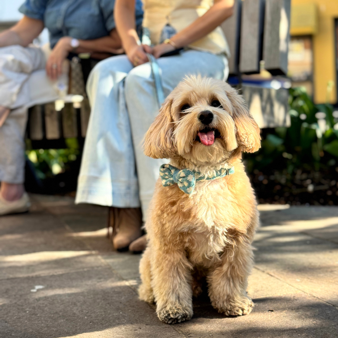 Bluebell - Polkadot Collection - Collar, Lead & Bow Tie Bundle