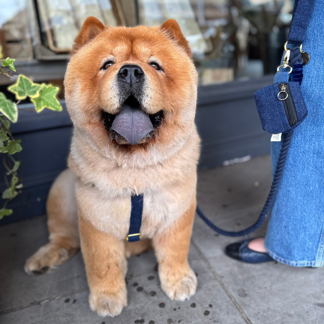 Midnight - The Holly Collection - Rope Dog Lead