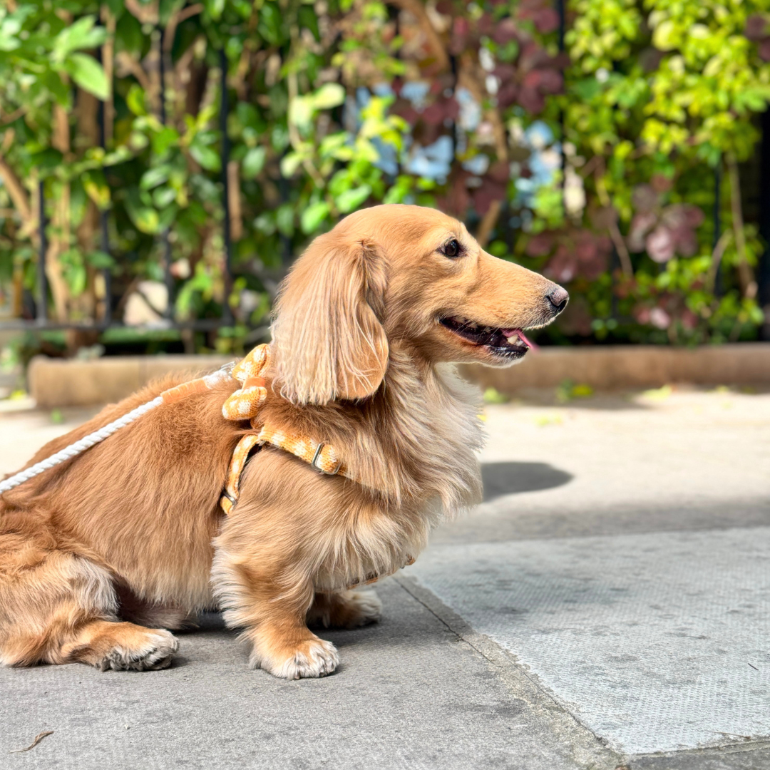 Marigold - Polkadot Collection - Luxury Dog Harness
