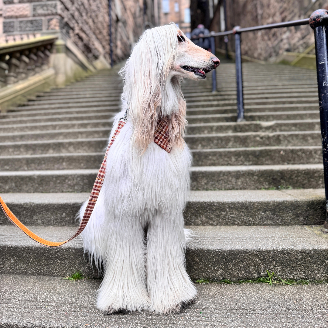 The Atholl Design - Luxury Dog Lead - Glenlyon Collection