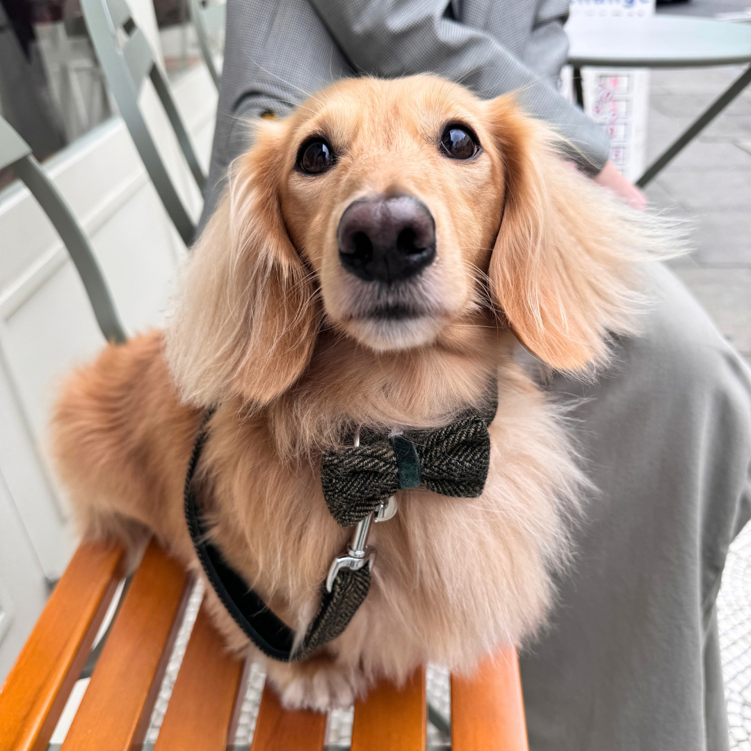 The Kenmore Design - Dog Bow Tie - Glenlyon Collection