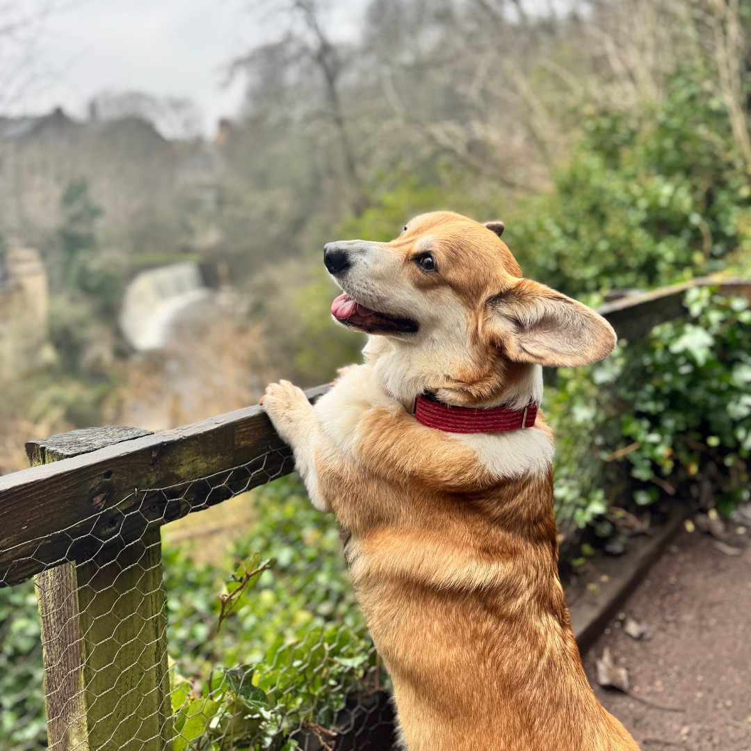 A Bond Like No Other - Luxury Dog Collar & Key Ring