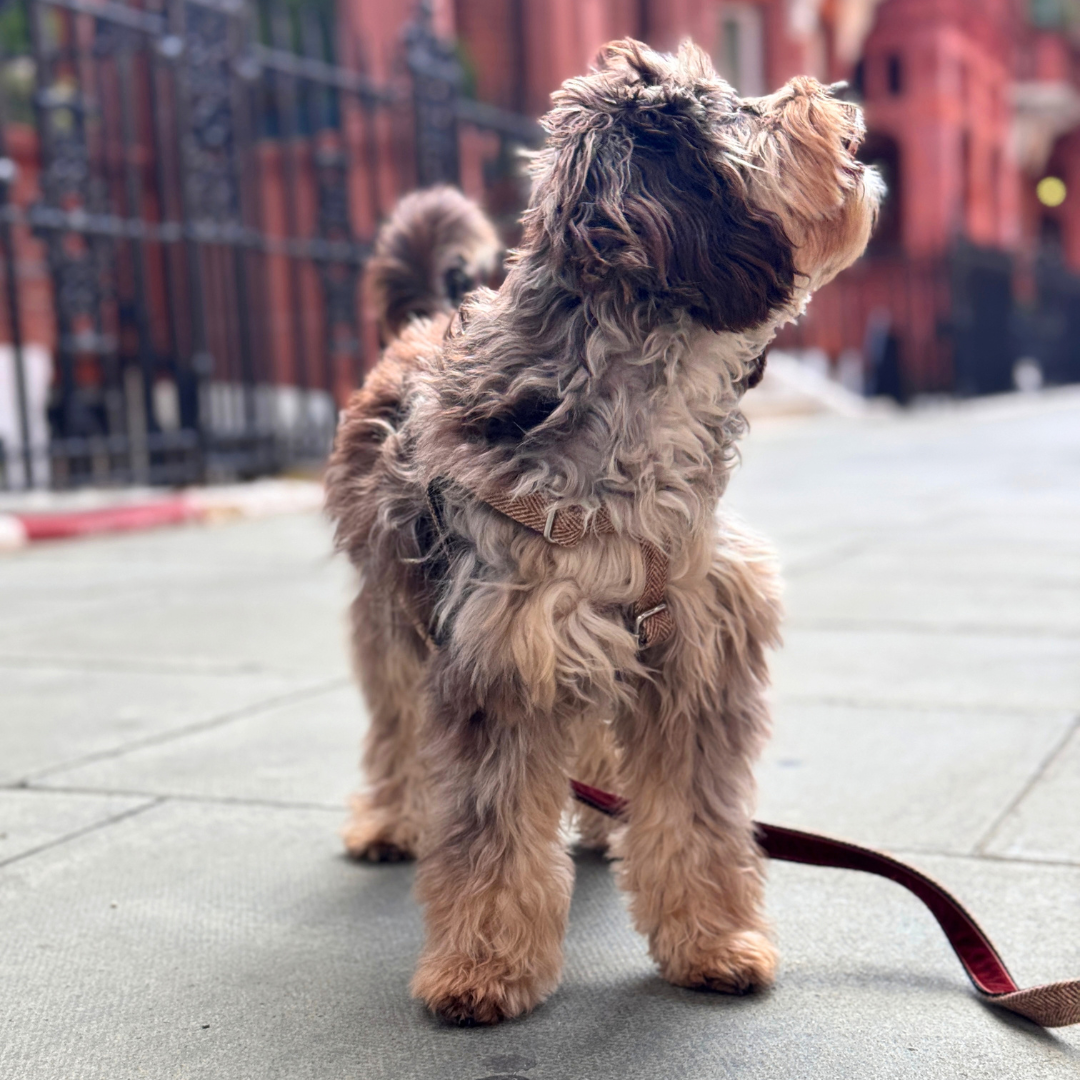 The Tummel Design - Luxury Dog Harness - Glenlyon Collection