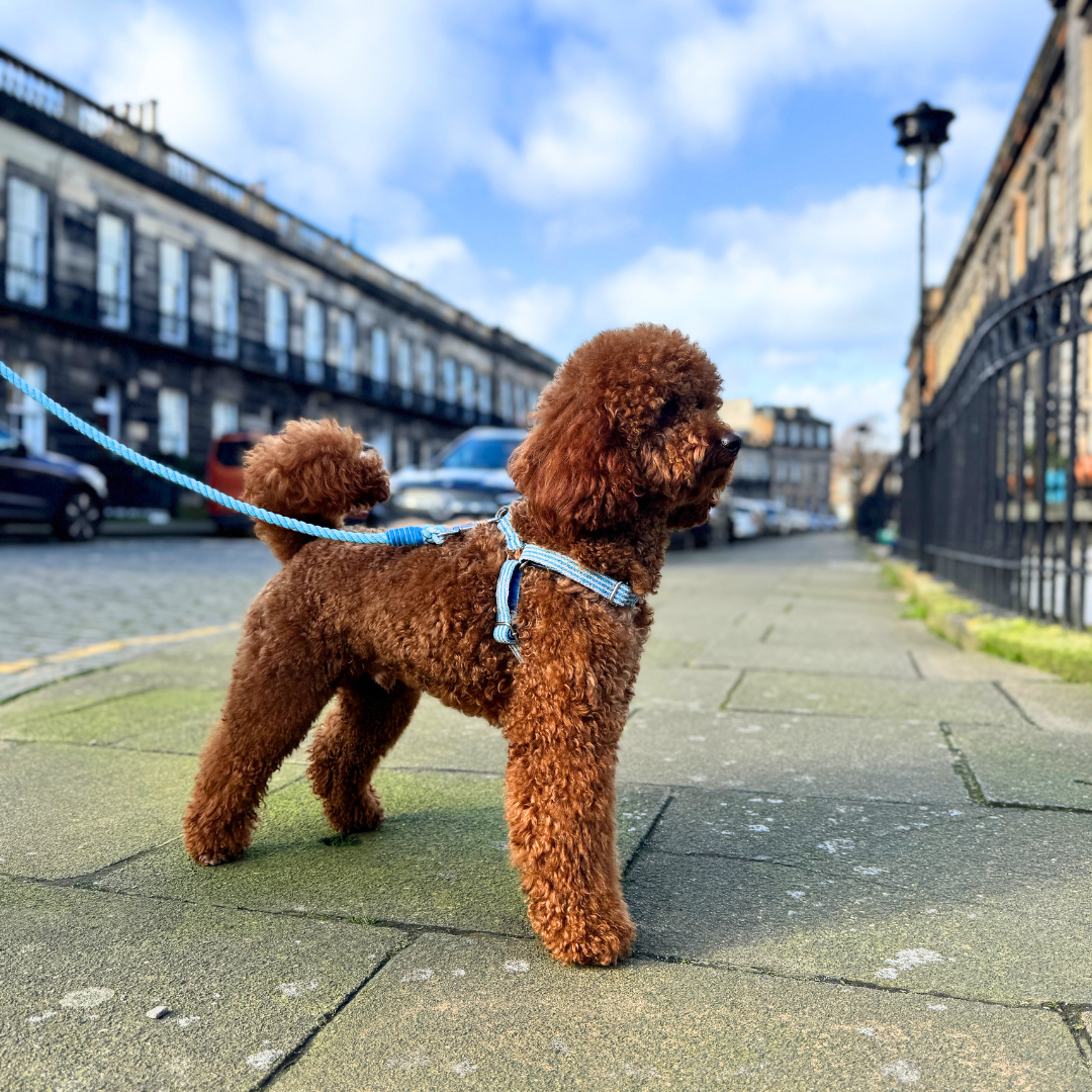 Sorbet - Tutti Collection - Rope Dog Lead