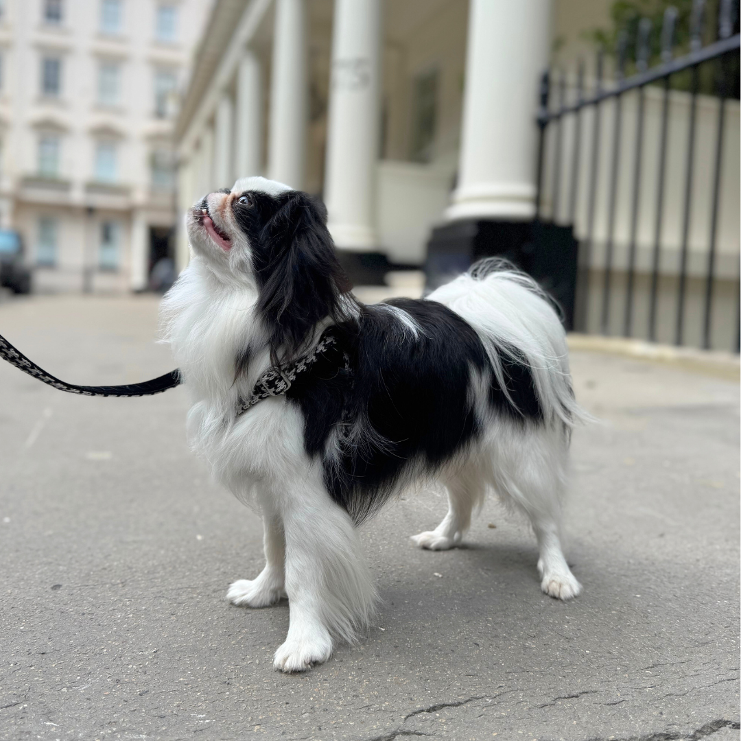 Soho - Houndstooth '25 Collection - Luxury Dog Harness