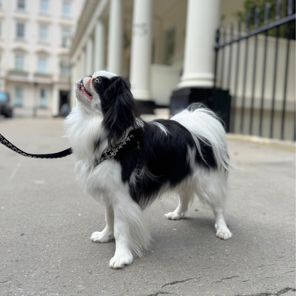 Soho - Houndstooth '25 Collection - Luxury Dog Harness