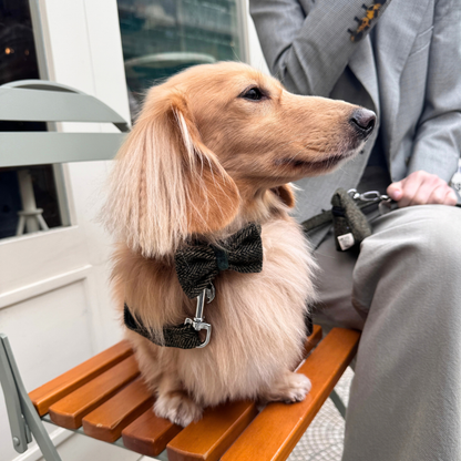 The Kenmore Design - Luxury Dog Collar - Glenlyon Collection