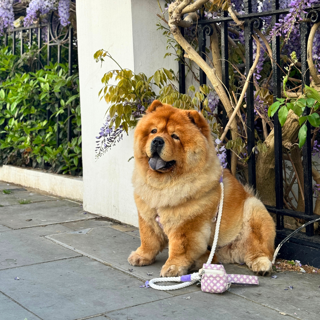 Lavender - Polkadot Collection - Luxury Dog Harness