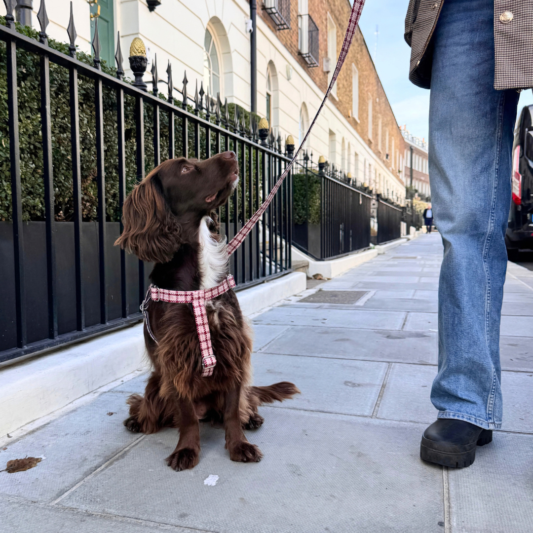 The Fearnan Design - Luxury Dog Harness - Glenlyon Collection