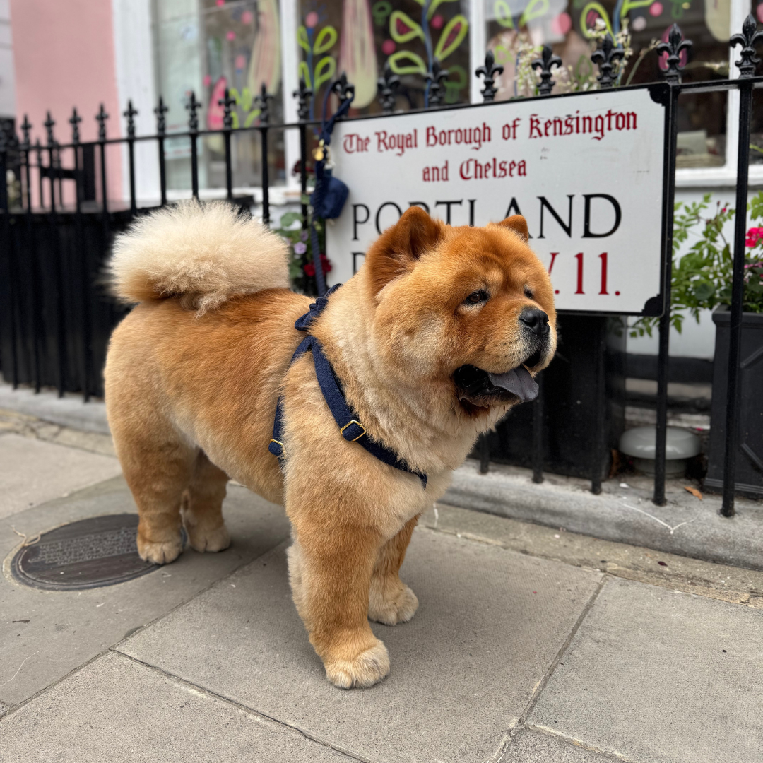 Midnight - The Holly Collection - Luxury Dog Harness