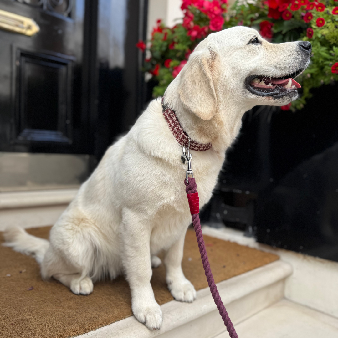 Knightsbridge - Houndstooth '25 Collection - Luxury Dog Collar