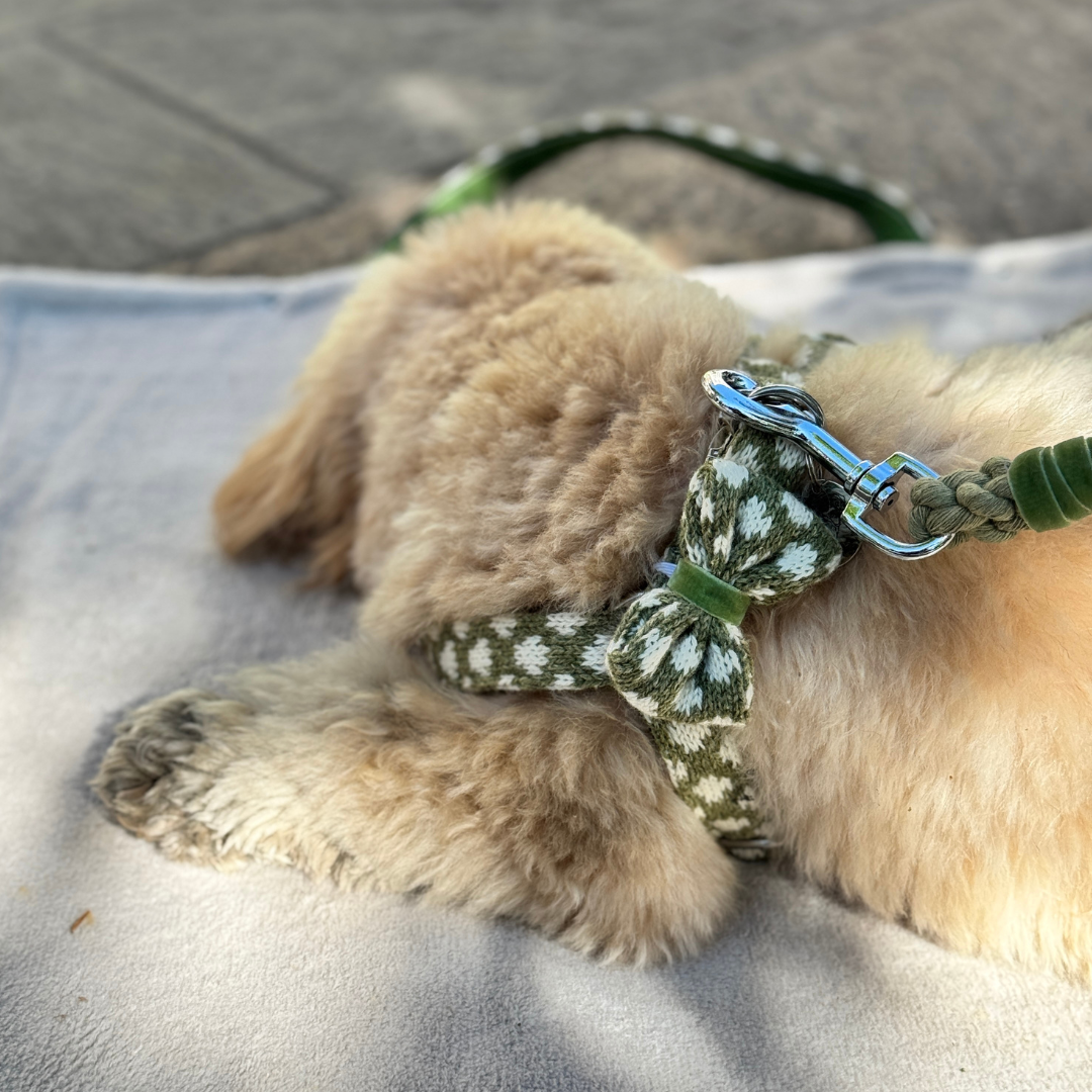 Fern - Polkadot Collection - Dog Bow Tie