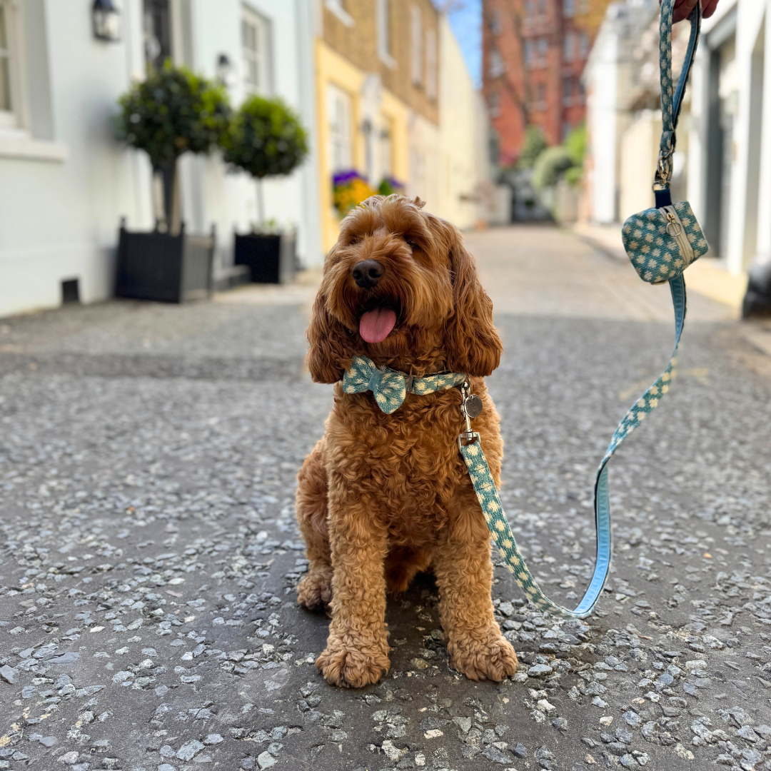 Bluebell - Polkadot Collection - Dog Bow Tie
