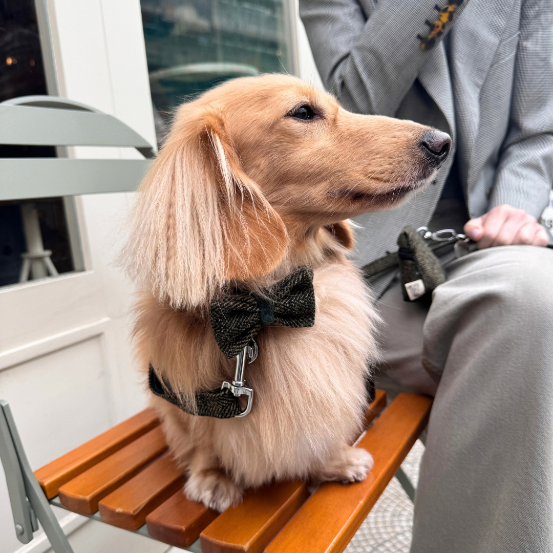The Kenmore Design - Dog Bow Tie - Glenlyon Collection