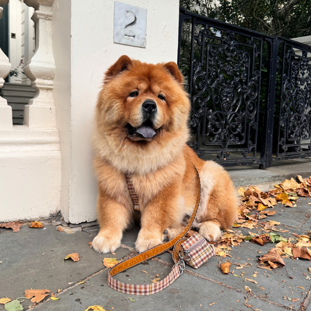 The Atholl Design - Luxury Dog Harness - Glenlyon Collection