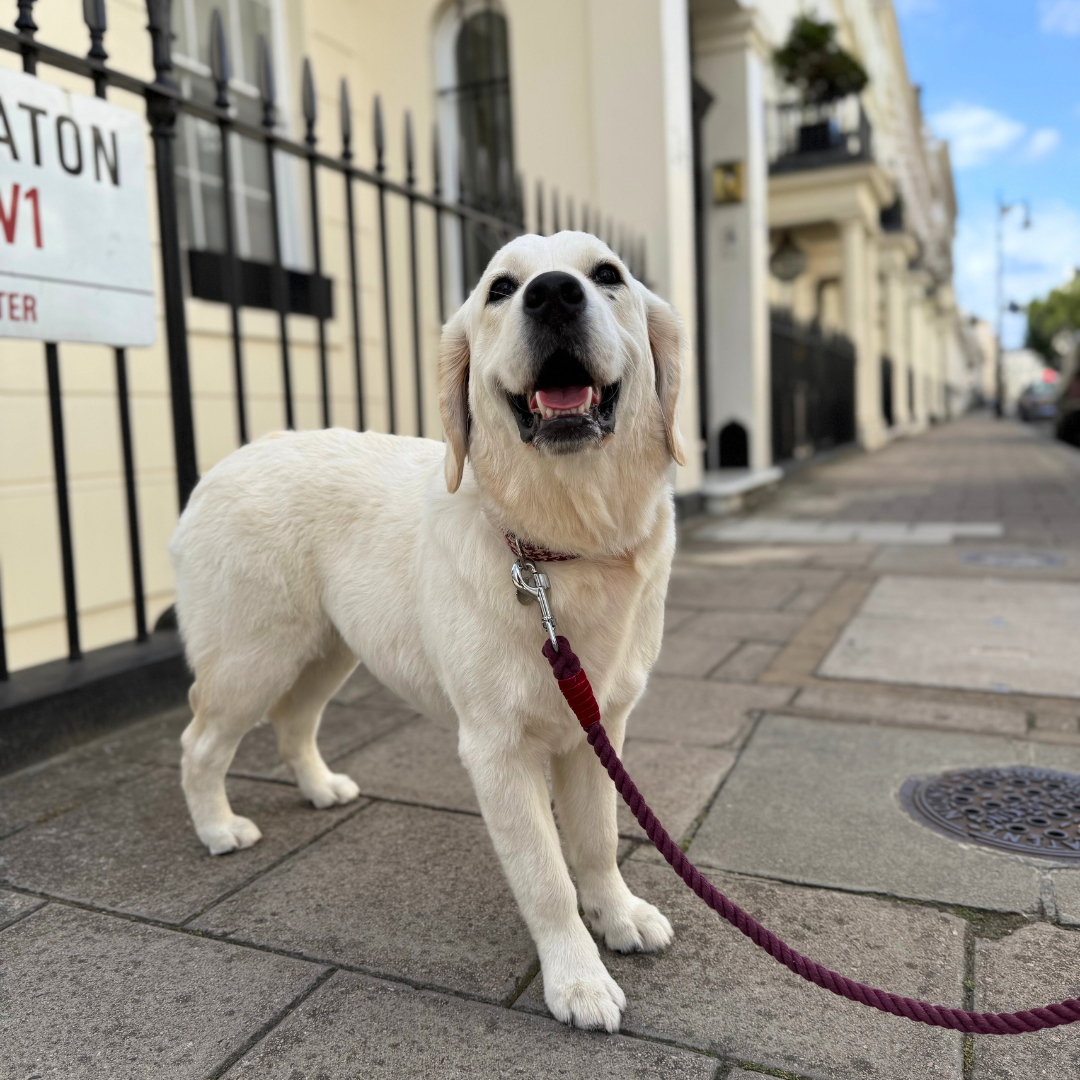 Knightsbridge - Houndstooth '25 Collection - Luxury Dog Collar
