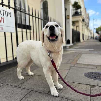 Knightsbridge - Houndstooth '25 Collection - Luxury Dog Collar
