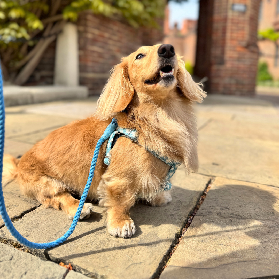 Bluebell - Polkadot Collection - Luxury Dog Harness
