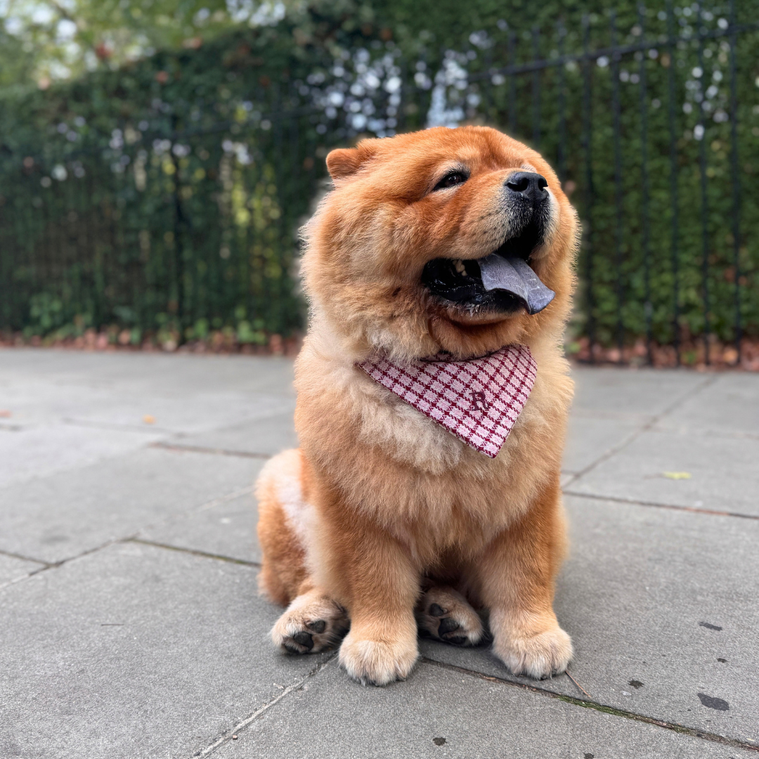 The Fearnan Design - Dog Bandana - Glenlyon Collection