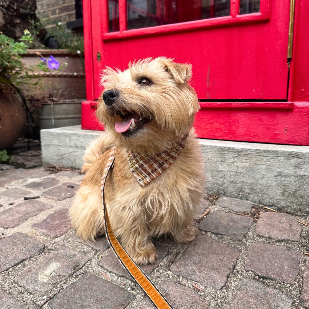 The Atholl Design - Luxury Dog Lead - Glenlyon Collection