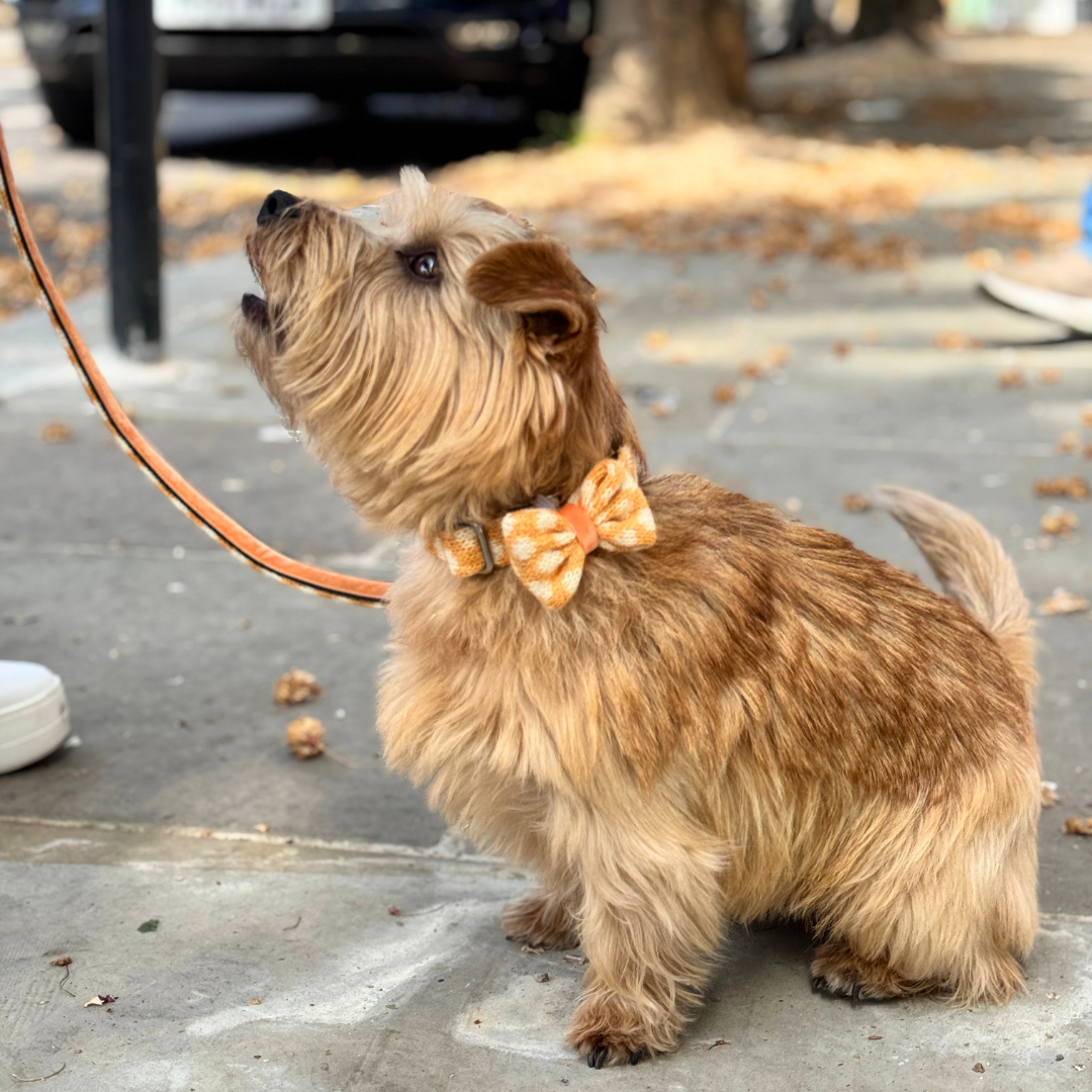 Marigold - Polkadot Collection - Luxury Dog Collar