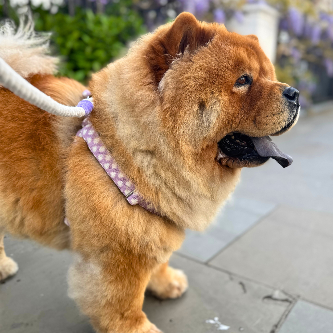 Lavender - Polkadot Collection - Luxury Dog Harness