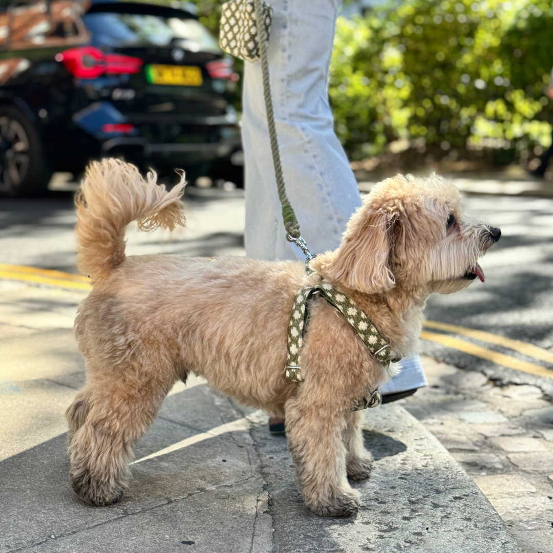 Fern - Polkadot Collection - Luxury Dog Harness