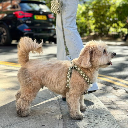 Fern - Polkadot Collection - Luxury Dog Harness