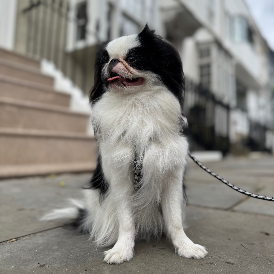 Soho - Houndstooth '25 Collection - Luxury Dog Harness