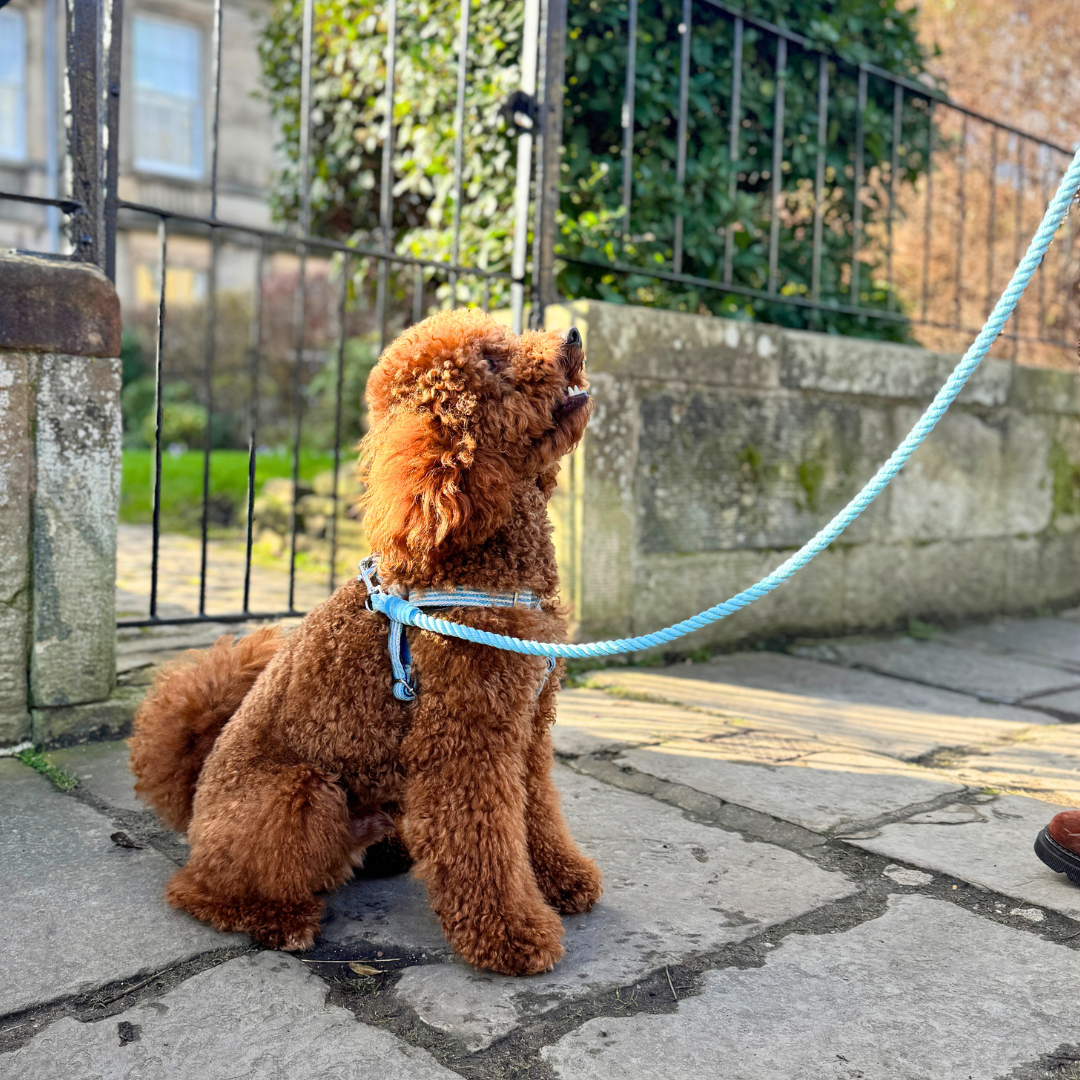 Sorbet - Tutti Collection - Rope Dog Lead