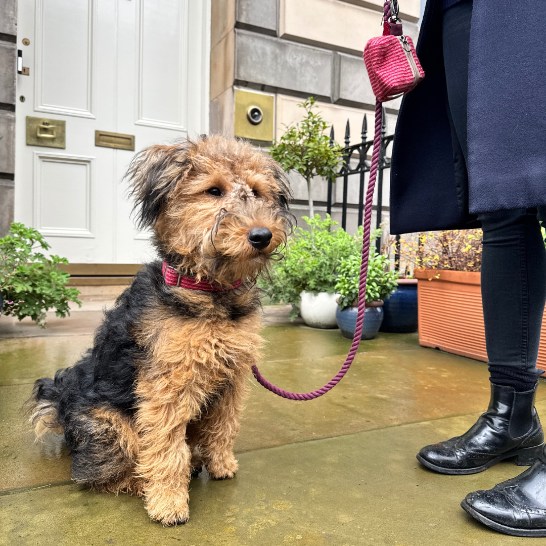 A Bond Like No Other - Luxury Dog Collar & Key Ring