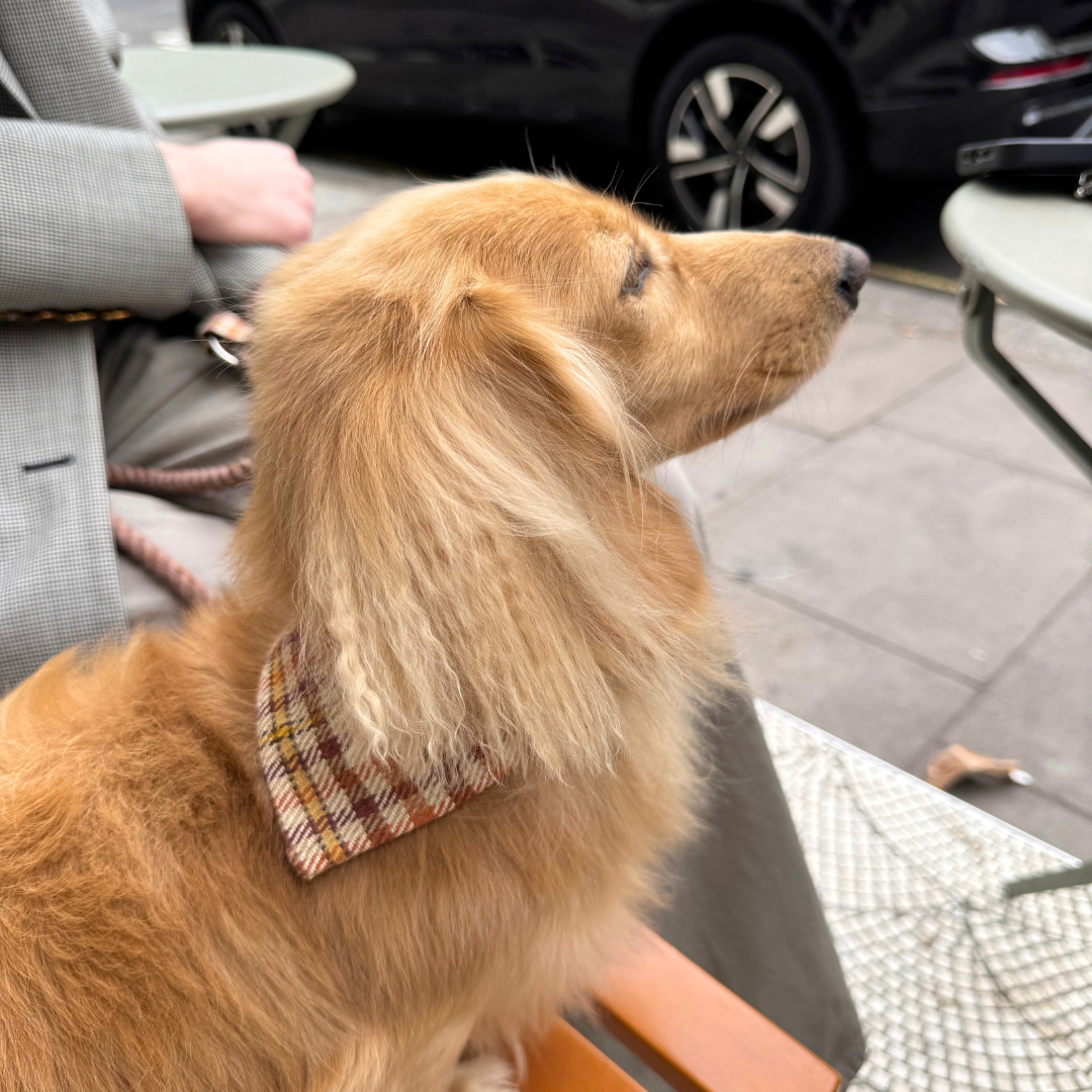 The Atholl Design - Dog Bandana - Glenlyon Collection