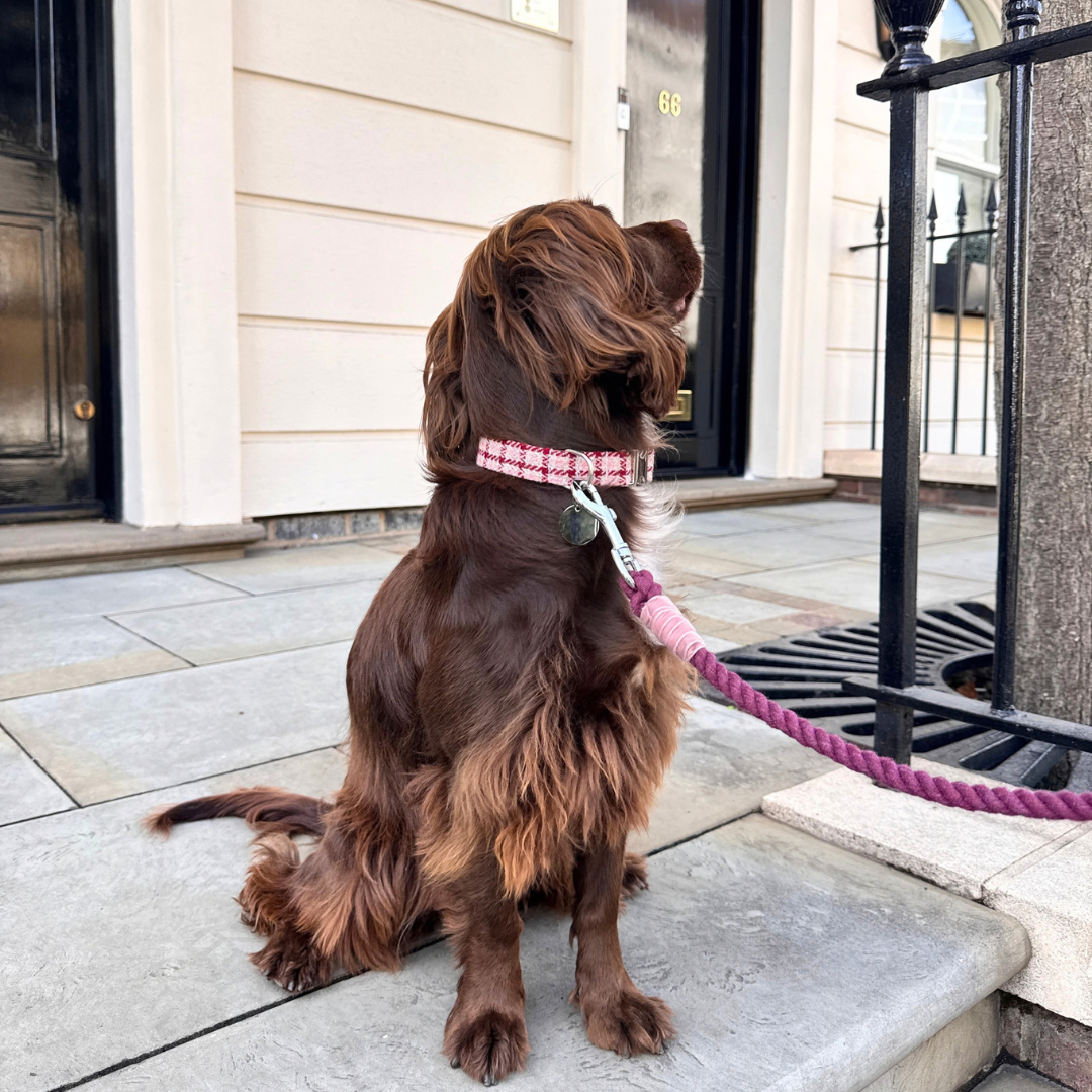 The Fearnan Design - Luxury Dog Collar - Glenlyon Collection