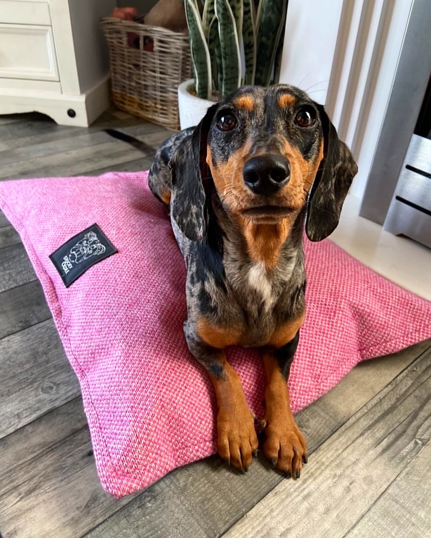 Green & Dove - Harris Design - Luxury Dog Bed