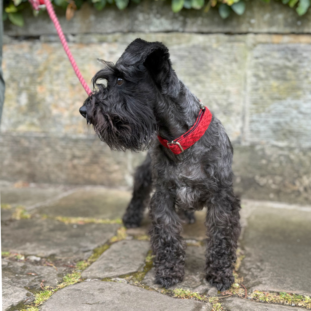Poppy - Luxury Dog Collar