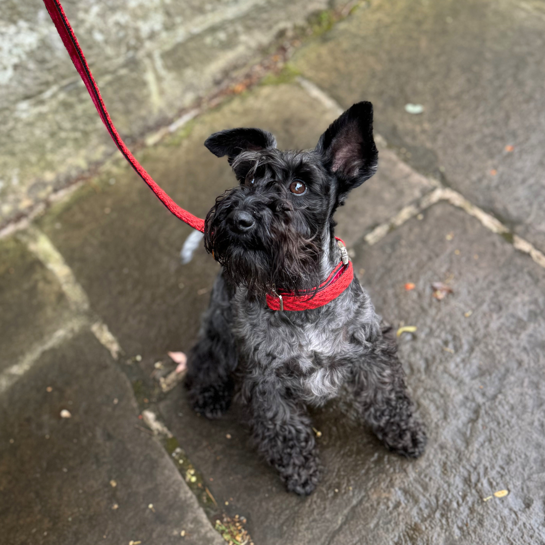 Poppy - Luxury Dog Collar