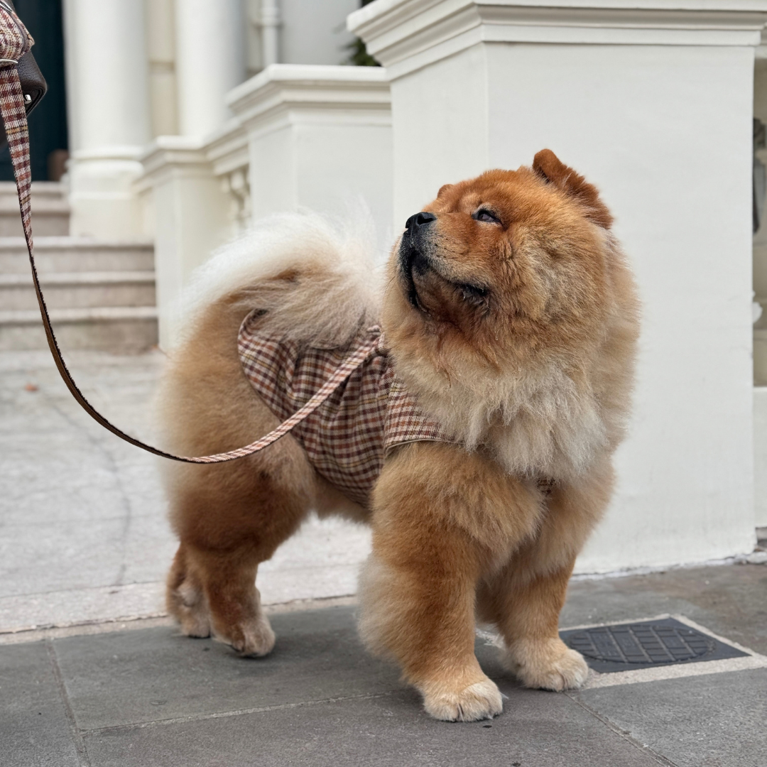 The Atholl Design - Dog Coat - Glenlyon Collection