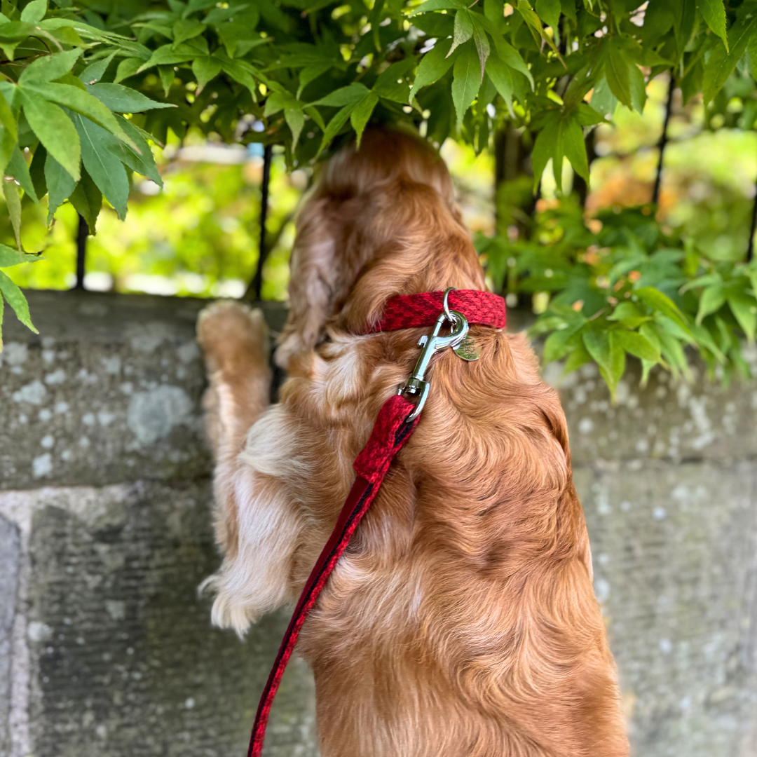 Poppy - Luxury Dog Collar