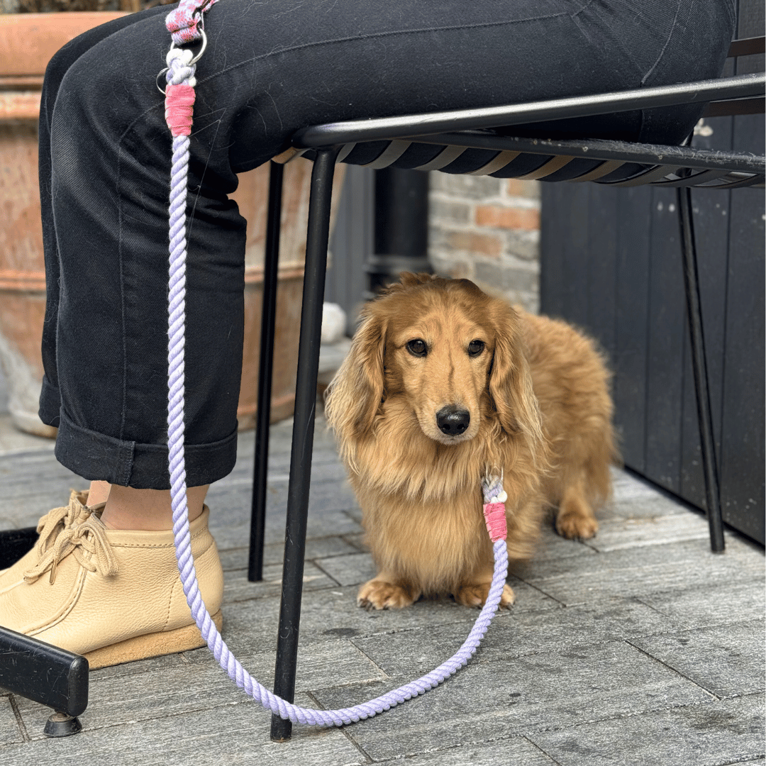 Freesia - SS24 Collection - Luxury Dog Collar