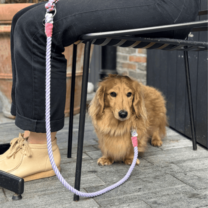 Freesia - SS24 Collection - Luxury Dog Collar